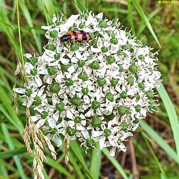 Bienewolf auf Allium, Beet „Rhabarber“, 23. Kalenderwoche 2026