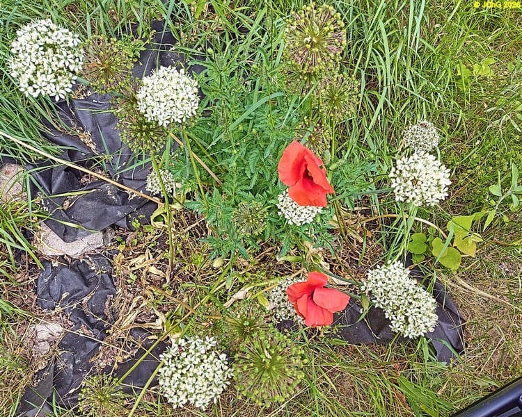 Allium und Mohn, Beet „Rhabarber“, 23. Kalenderwoche 2026