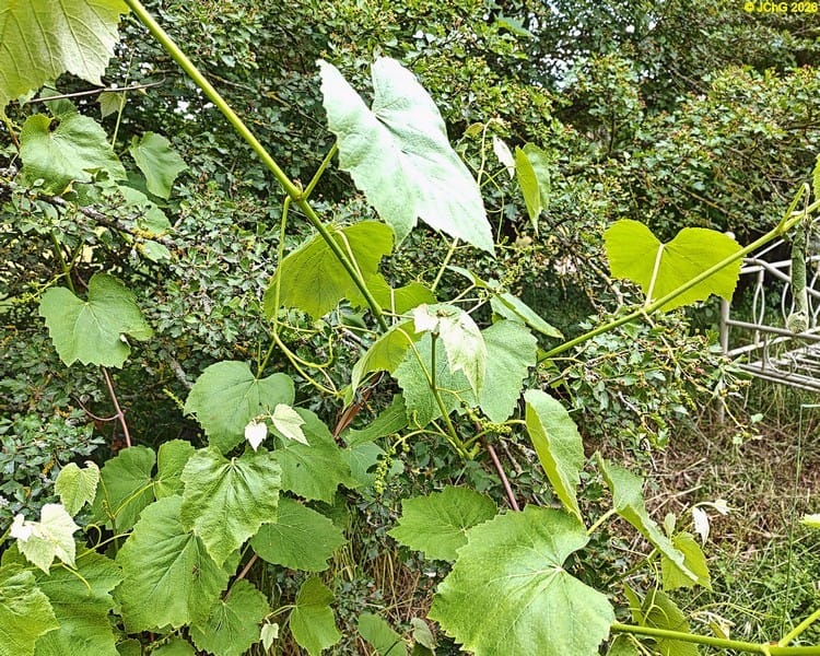 Weißdorn und Wein mit Blüten, Beet „Weißdorn“, 23. Kalenderwoche 2026