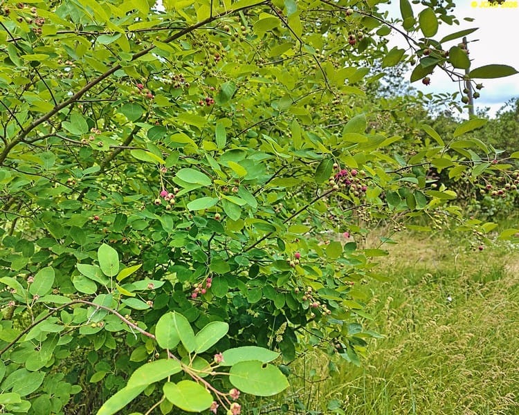 Die Beeren der Kupferfelsenbirne, Beet „Kupferfelsenbirne“, 23. Kalenderwoche 2026