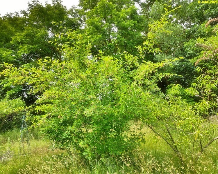 Kupferfelsenbirne, Beet „Kupferfelsenbirne“, 23. Kalenderwoche 2026