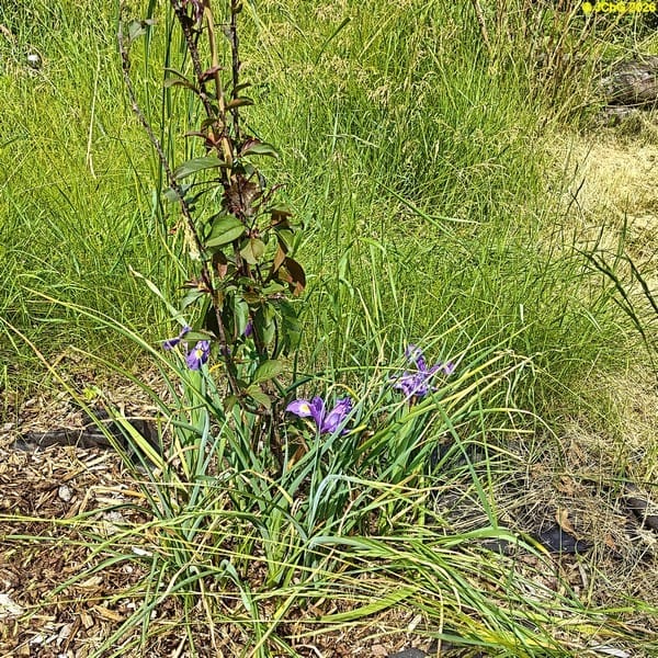Zierapfel und Iris, Beet „Wolfgang“, 23. Kalenderwoche 2026