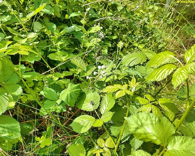 Brombeerbusch mit Blütenknospen, Beet „Brombeere“, 24. Kalenderwoche 2026