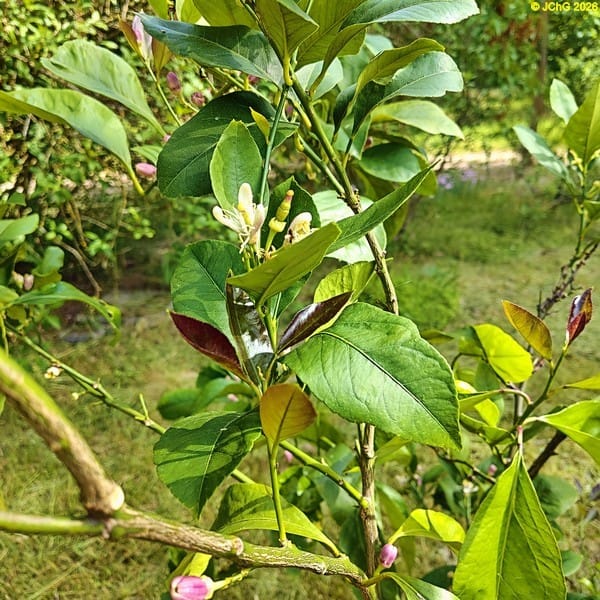 Kleine Limette und Blüten im Limettenbaum-Beet „Spargel“, 24. Kalenderwoche 2026