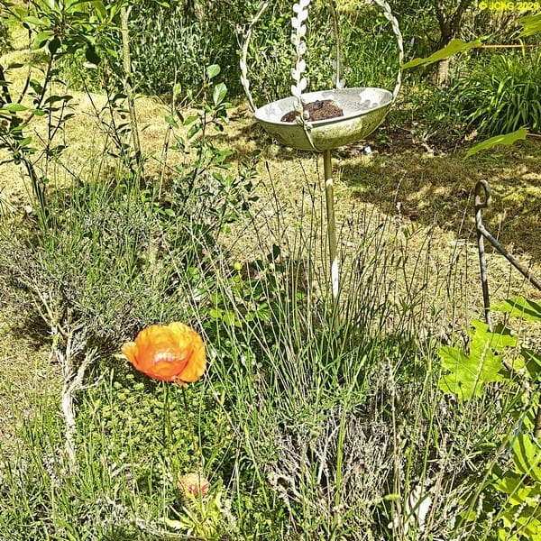 Mohnblume und Lavendel im Beet „Acht“, 24. Kalenderwoche 2026
