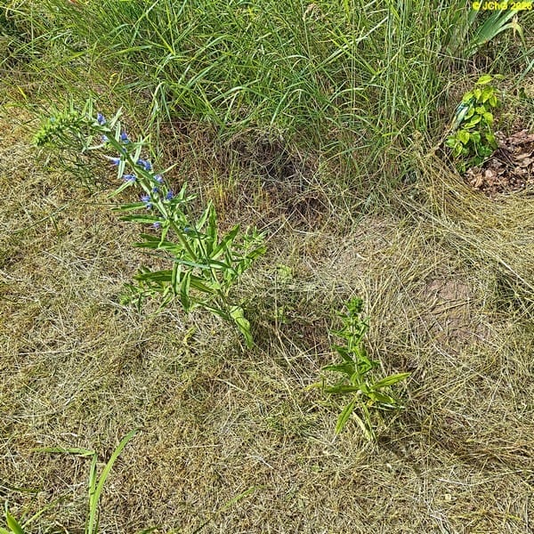 Natternköpfe im Beet „Sternmagnolie“, 24. Kalenderwoche 2026