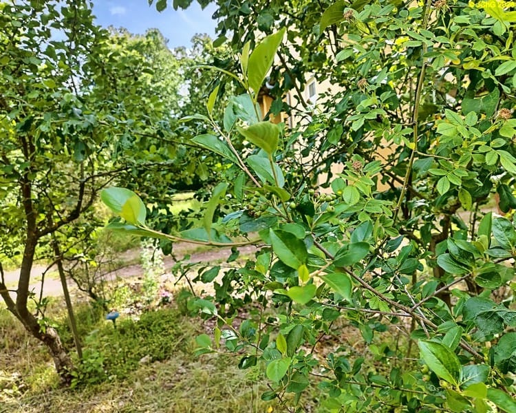 Apfelbeeren, 24. Kalenderwoche 2026