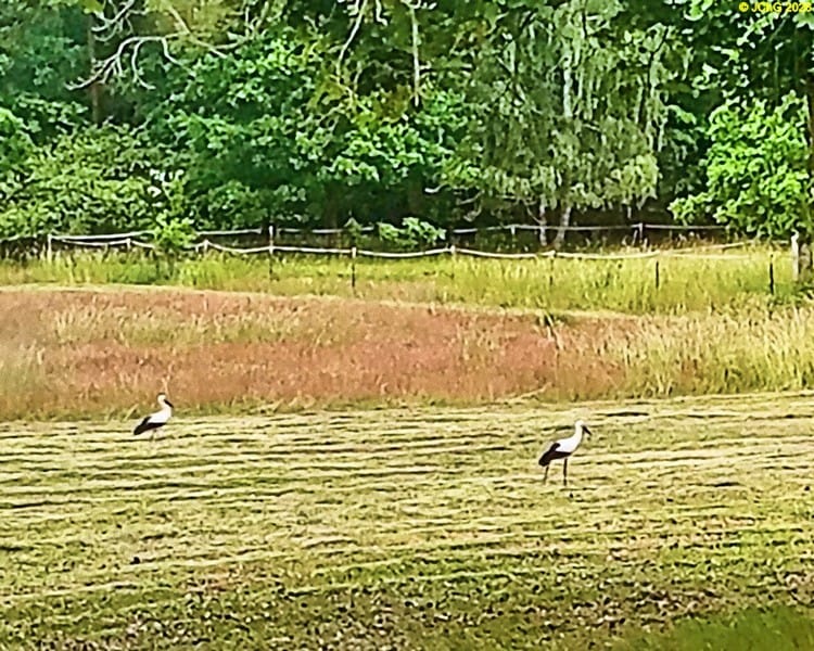 Zwei Weißstörche auf der Wiese hinter dem Haus, 11.6.2026
