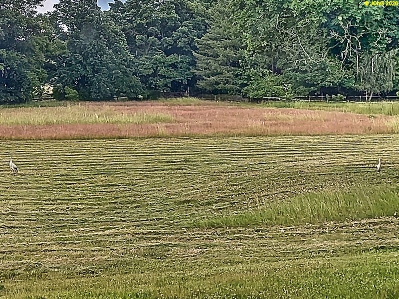 Zwei Weißstörche auf der Wiese hinter dem Haus 24. Kalenderwoche 2026