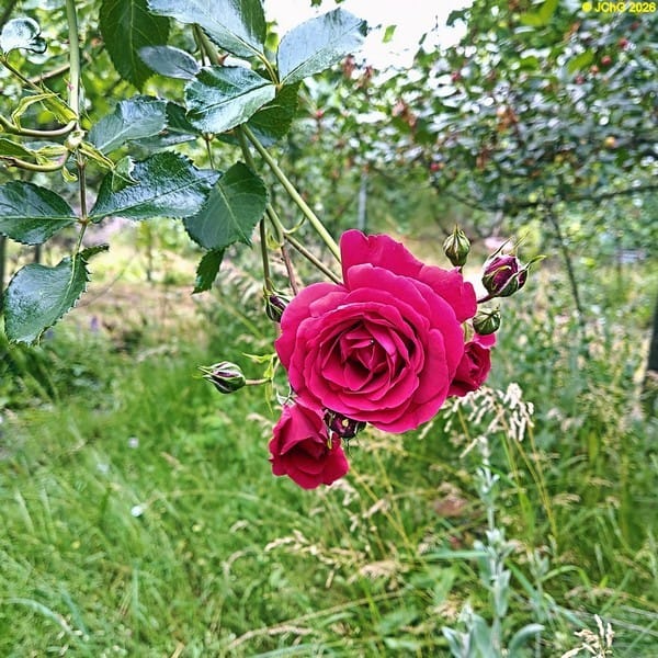 Rosenblüten in der 25. Kalenderwoche 2026