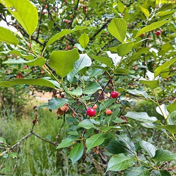 Kirschen am Kleinen Kirschbaum in der 25. Kalenderwoche 2026