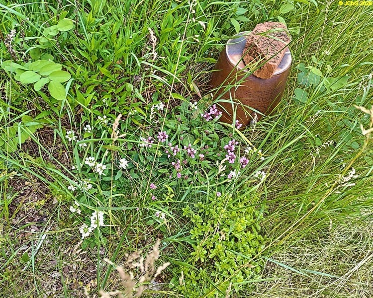 Blüten im Beet „Mangold“, 25. Kalenderwoche 2026