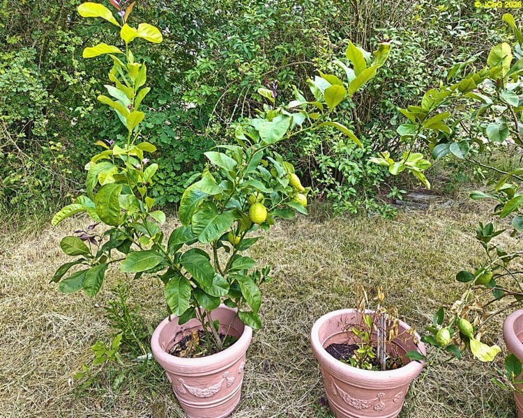 Der Zitronenbaum und die Calamondinorange, Beet „Spargel“, 25. Kalenderwoche 2026
