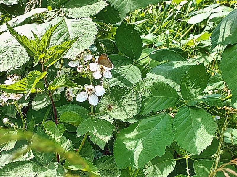 Großes Ochsenauge auf Brombeerblüte, Beet „Brombeere“, 25. Kalenderwoche 2026