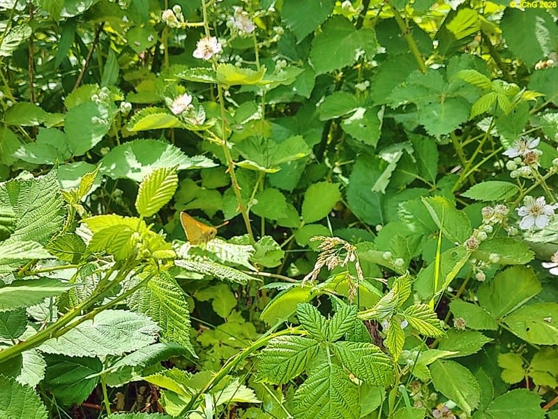 Dickkopfalter auf Brombeerblatt, Beet „Brombeere“, 25. Kalenderwoche 2026