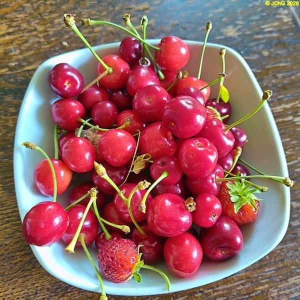 Kirschen und Erdbeeren zum Naschen 25. Kalenderwoche 2026