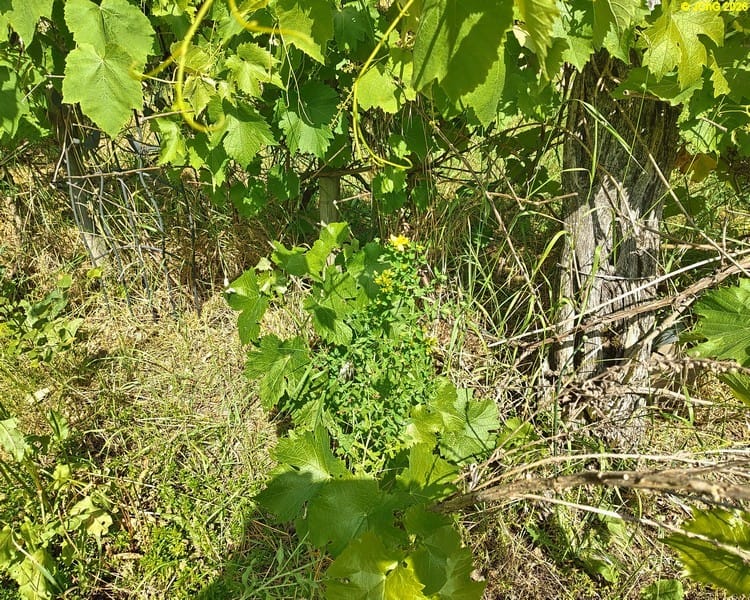 Johanniskraut blüht, Beet „Wein“, 26. Kalenderwoche 2026