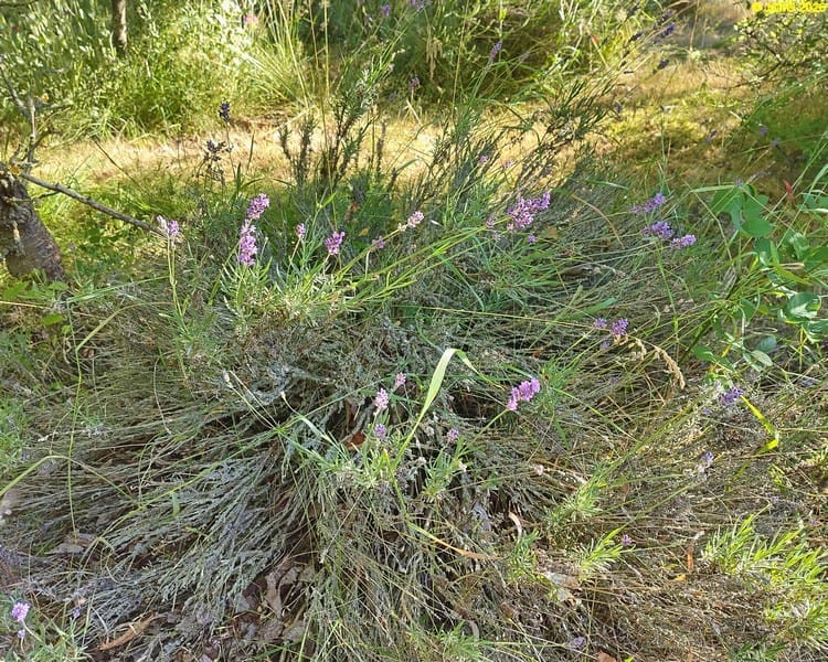 Lavendel blüht, Beet „Trapez“, 26. Kalenderwoche 2026