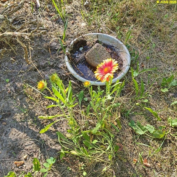 Kokardenblume Beet „Acht“, 26. Kalenderwoche 2026