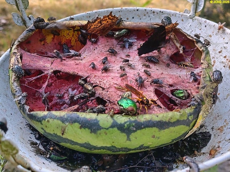 Insekten-Snackstation, 26. Kalenderwoche 2026