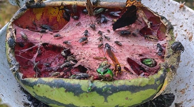 Insekten-Snackstation