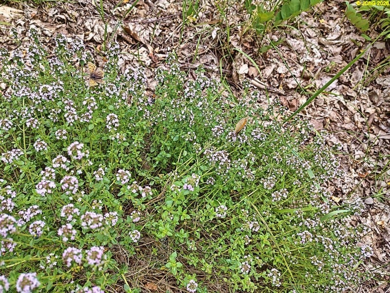 Schmetterlinge und Wilder Majoran Beet „Mix“, 26. Kalenderwoche 2026