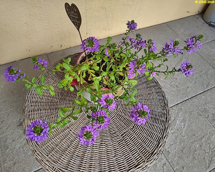 Blaue Fächerblume auf der Terrasse, 26. Kalenderwoche 2026