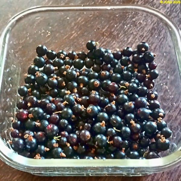 Schwarze Johannisbeeren, 26. Kalenderwoche 2026