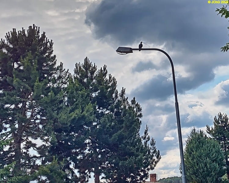 Vogel auf der Laterne, 26. Kalenderwoche 2026