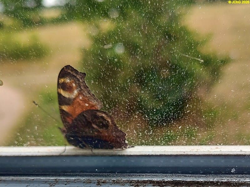 Tagpfauenauge am Fenster, 26. Kalenderwoche 2026