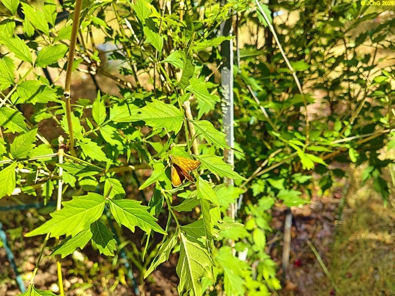 Ein Rostfarbiger Dickkopffalter an der Jasmintrompete, 27. Kalenderwoche 2025