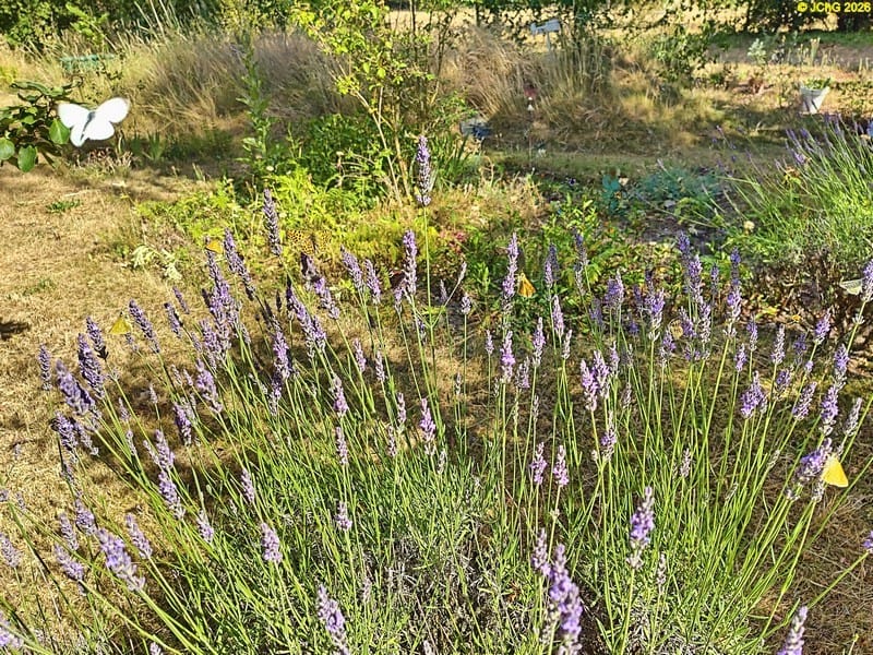 Ein Weißling im Anflug auf den Lavendel, 27. Kalenderwoche 2025