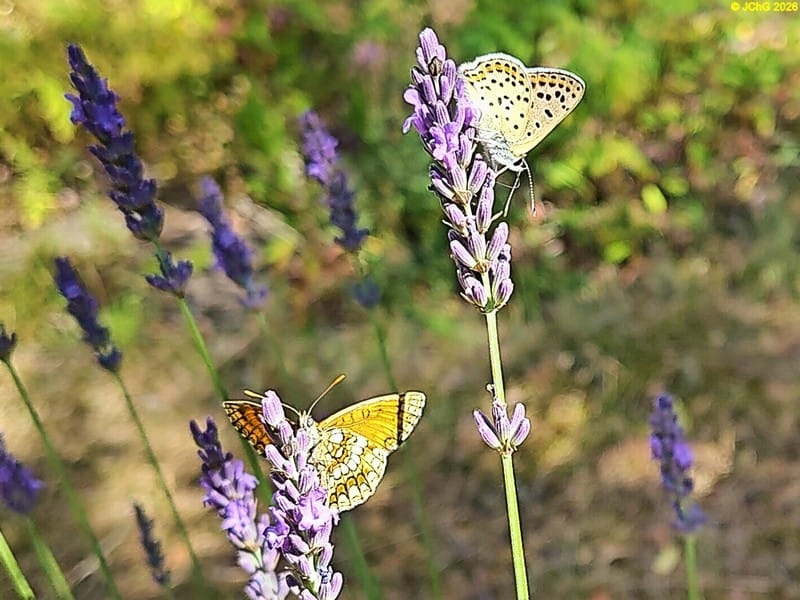 Ein Scheckenfalter und ein Brauner Feuerfalter am Lavendel, 27. Kalenderwoche 2025