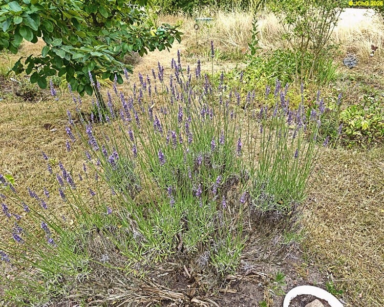 Lavendel blüht, Beet „Acht“, 27. Kalenderwoche 2025