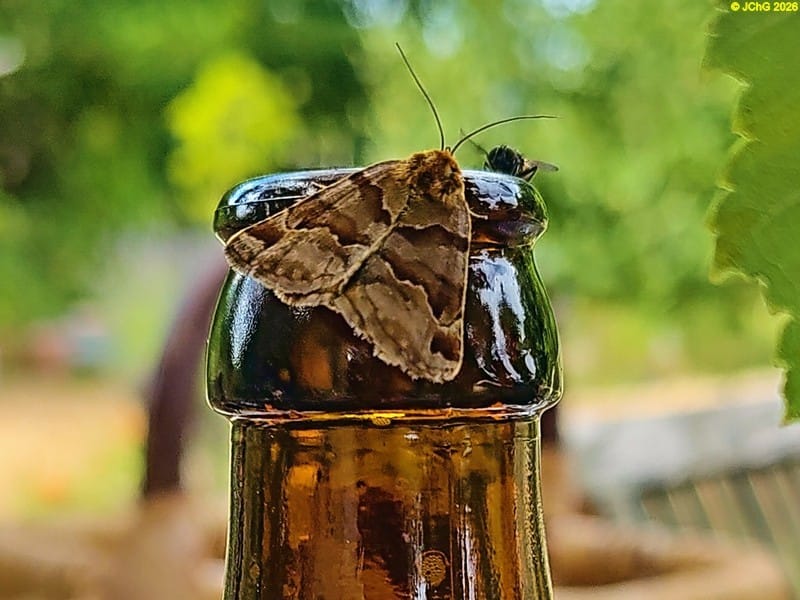 Eine braune Tageule und ein weiteres Insekt an der Bierflasche, 27. Kalenderwoche 2025