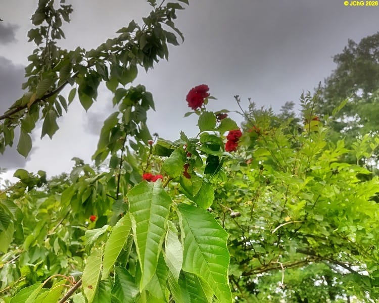 Die Rose im Rosenbogen blüht, 27. Kalenderwoche 2025