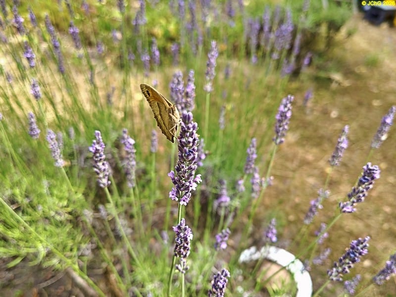 Großes Ochsenauge am Lavendel, 27. Kalenderwoche 2025