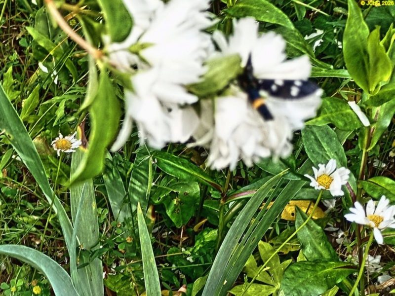 Weißfleck-Widderchen  am Duftjasmin im Juni 2026