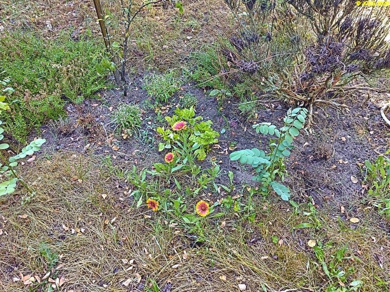 Kokardenblumen Beet „Acht“ 27. Kalenderwoche 2026