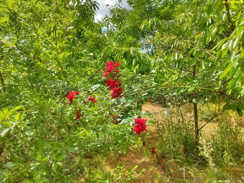 Die Rose aus dem Beet „Christian“ 20. Kalenderwoche 2026