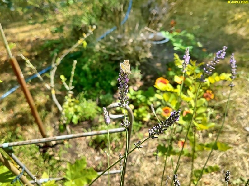 Hauhechelbläuling am Lavendel, 8.7.2026