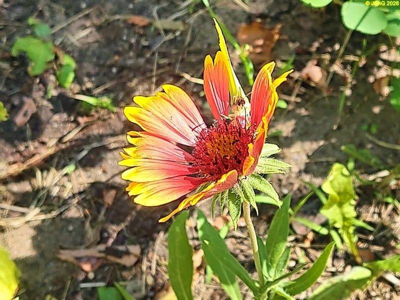 Zitronenfalter auf Kokardenblume, 8.7.2026