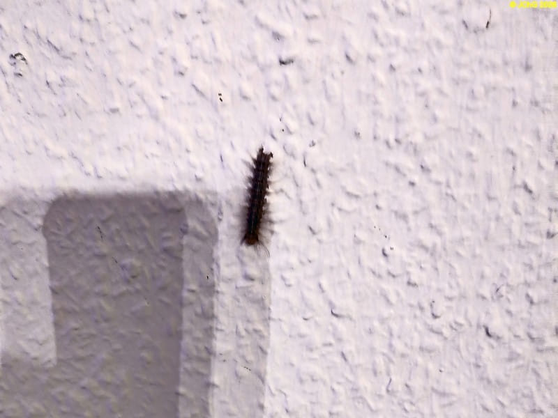Die Raupe vom Schwammspinner, 8.7.2026,