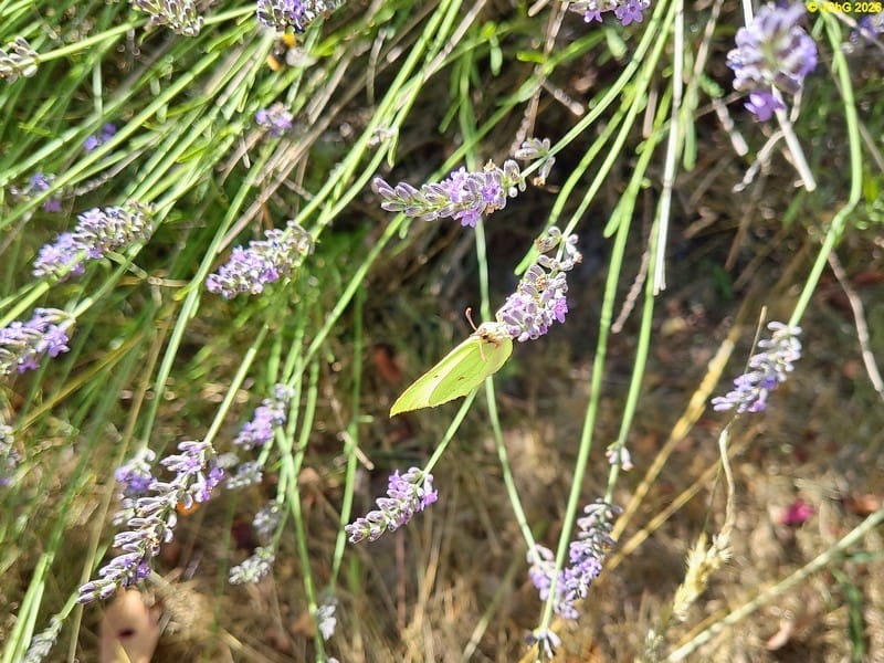 Zitronenfalter am Lavendel, 10.7.2026