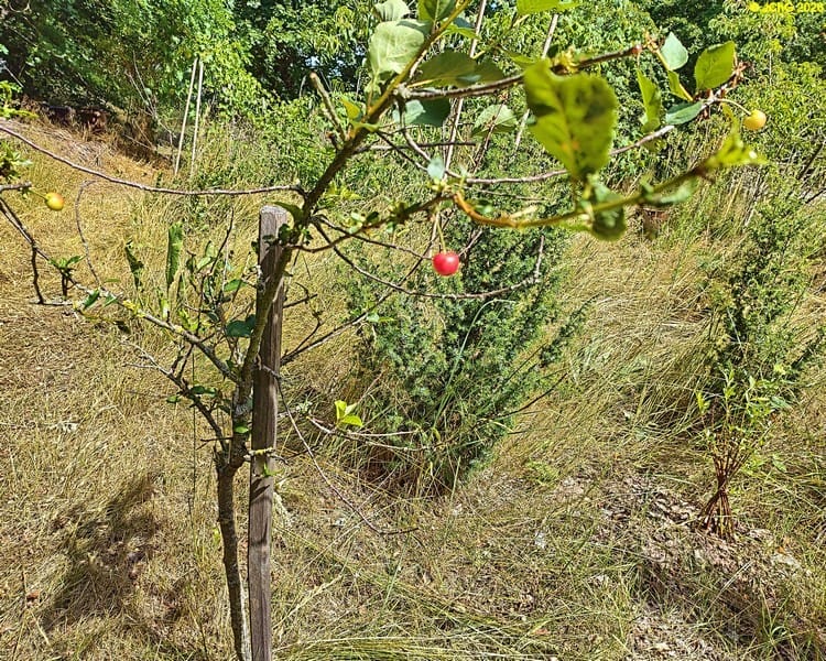 Sauerkirsche am Kirschbaum »Rheinische Schattenmorelle« im Beet „Meerrettich“, 28. Kalenderwoche 2026