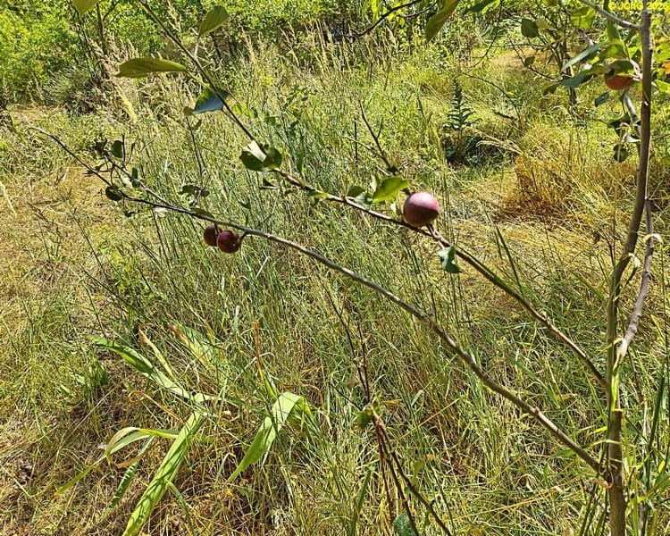 Äpfel am Apfelbaum »Red Love« im Beet „Jostabeere“, 28. Kalenderwoche 2026
