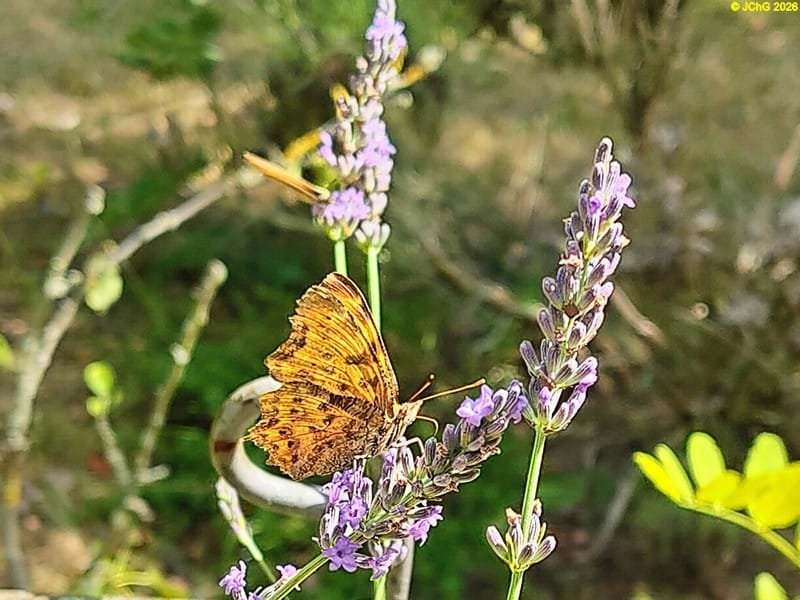 C-Falter am Lavendel, 10.7.2026