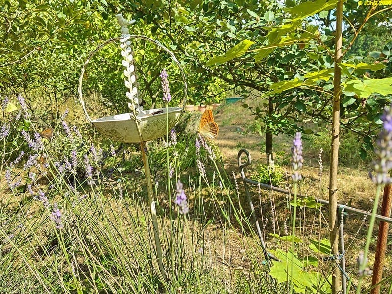 Kaisermantel am Lavendel, 10.7.2026