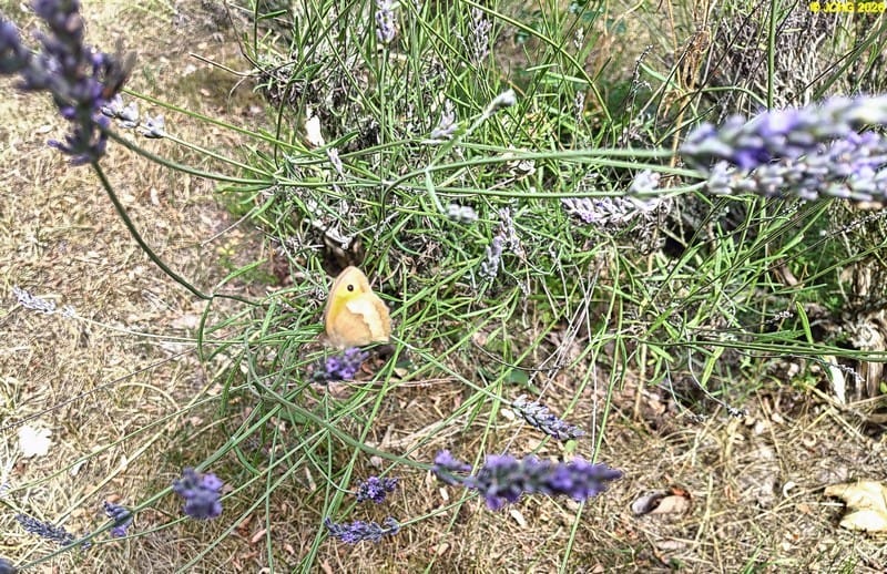 Großes Ochsenauge am Lavendel, 10.7.2026