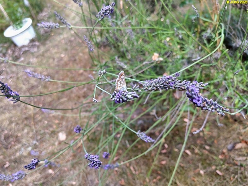 Bläuling am Lavendel, 10.7.2026